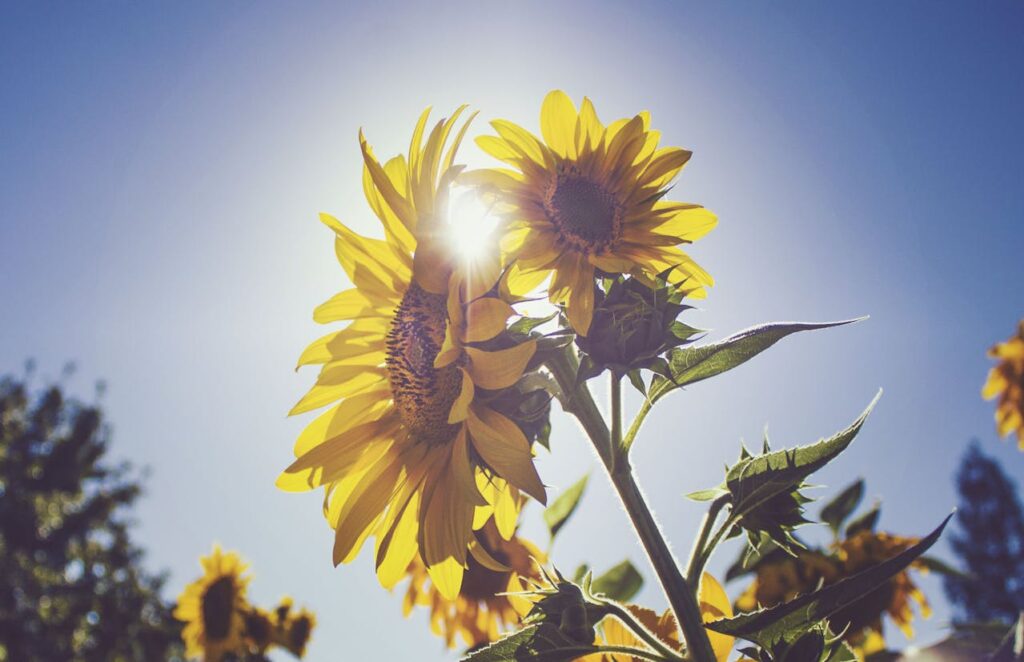 A garden of sunflowers under the Sun